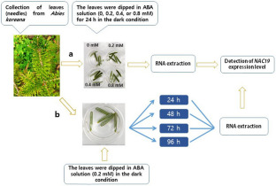 Characterization of the effects of exogenous abscisic acid (ABA) application on the expression of ABA-responsive genes in Abies koreana