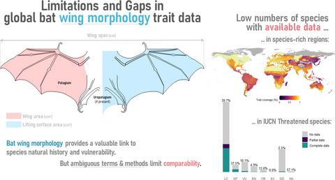 Limitations and gaps in global bat wing morphology trait data