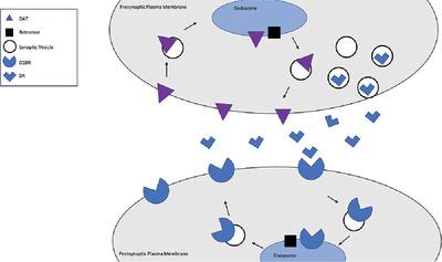 Endosomal recycling and dopamine neurotransmission: Exploring the links between the retromer and Parkinson's disease.