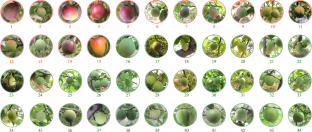 Development of seven SNP molecular markers based on the key genes related to red colour of fruit skin in Japanese apricot (Prunus mume)