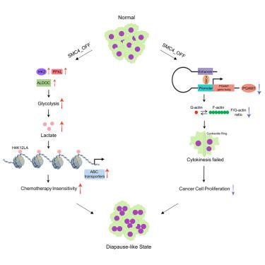 The diapause-like colorectal cancer cells induced by SMC4 attenuation are characterized by low proliferation and chemotherapy insensitivity.