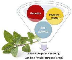 High throughput pre-breeding evaluation of Greek oregano (Origanum vulgare L. subsp. hirtum) reveals multi-purpose genotypes for different industrial uses