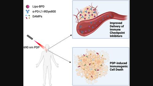 A single photodynamic priming protocol augments delivery of ⍺-PD-L1 mAbs and induces immunogenic cell death in head and neck tumors.