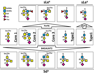 The story of the Sd<sup>a</sup> antigen and of its cognate enzyme B4GALNT2: What is new?