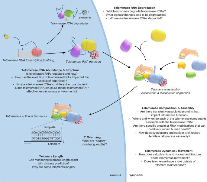 Methods that shaped telomerase research.