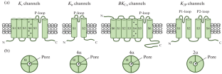 TASK-1 Channels: Functional Role in Arterial Smooth Muscle Cells