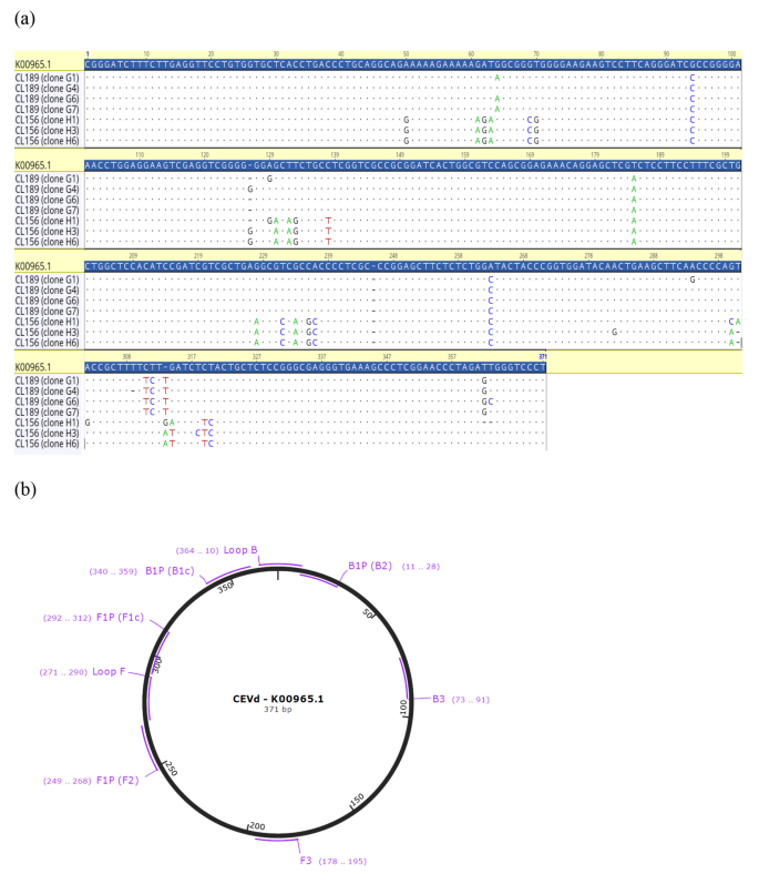 A reverse transcription loop-mediated isothermal amplification assay for the detection of citrus exocortis viroid in Australian citrus