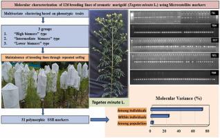 Microsatellite markers’ based molecular divergence among the breeding lines of aromatic marigold (Tagetes minuta L.)