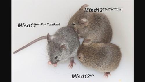 The MFSD12 p.Tyr182His common variant is sufficient to alter mouse agouti coat color