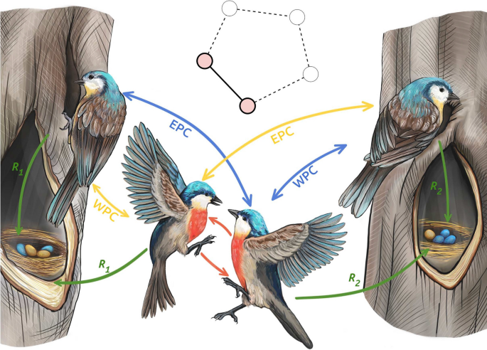 From self-interest to cooperation: extra-pair mating as a driver of relaxed territorial aggression in social neighbourhoods