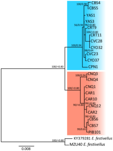 The phylogeography of some soil-feeding termites shaped by the Andes