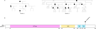 Reduced penetrance of an eastern French mutation in ATL1 autosomal-dominant inheritance (SPG3A): extended phenotypic spectrum coupled with brain <sup>18</sup>F-FDG PET.