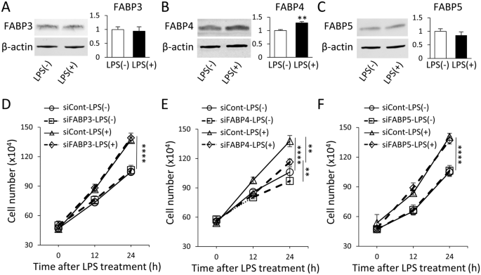 Fatty Acid-Binding Protein 4 is Essential for the Inflammatory and Metabolic Response of Microglia to Lipopolysaccharide.