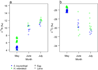 Interspecific interactions between coexisting Siberian and Ezo salamander larvae examined by stable isotope analyses