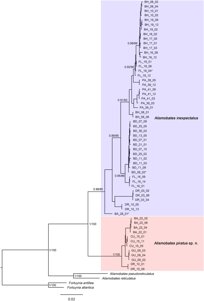 The Caribbean intertidal mite Alismobates inexpectatus (Acari, Oribatida), an unexpected case of cryptic diversity?