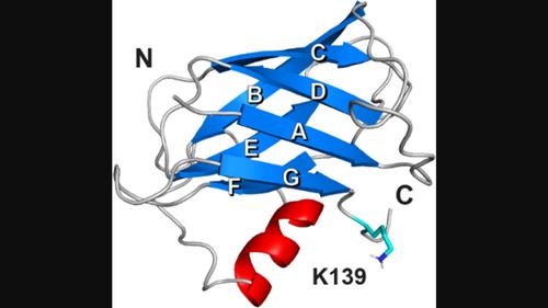 The basal and major pilins in the Corynebacterium diphtheriae SpaA pilus adopt similar structures that competitively react with the pilin polymerase