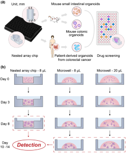 Establishment of organoid models based on a nested array chip for fast and reproducible drug testing in colorectal cancer therapy