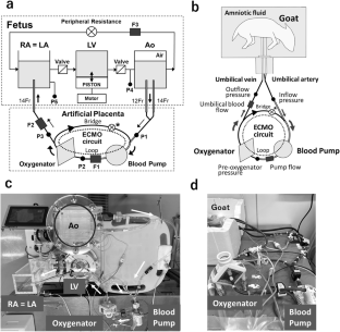 Feasibility study of an artificial placenta system consisting of a loop circuit configuration extracorporeal membrane oxygenation with a bridge circuit in the form of the umbilical arterial-venous connection.