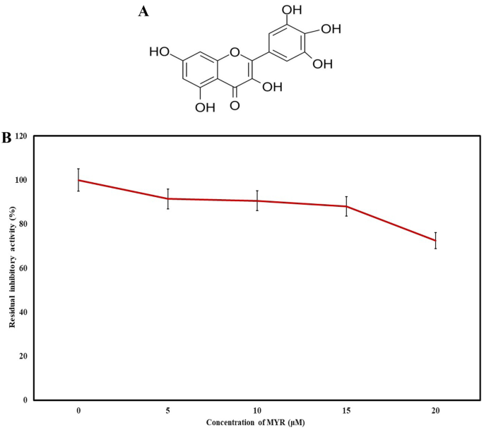 Exploring the interaction of myricetin with human alpha-2-macroglobulin: biophysical and in-silico analysis