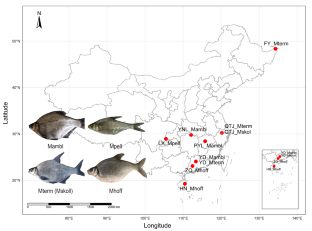 Exploring cross-species genetic diversity: unveiling new insights in Megalobrama through whole genome-wide simple sequence repeats