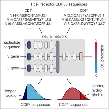 Machine learning analysis of the T cell receptor repertoire identifies sequence features of self-reactivity