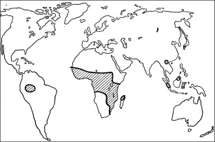 Composition and Distribution of Insect Faunas of the World. 2. Neotropical Kingdom