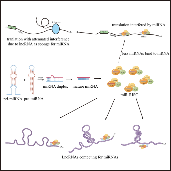 Long Non-coding RNA Involved in the Pathophysiology of Atrial Fibrillation.