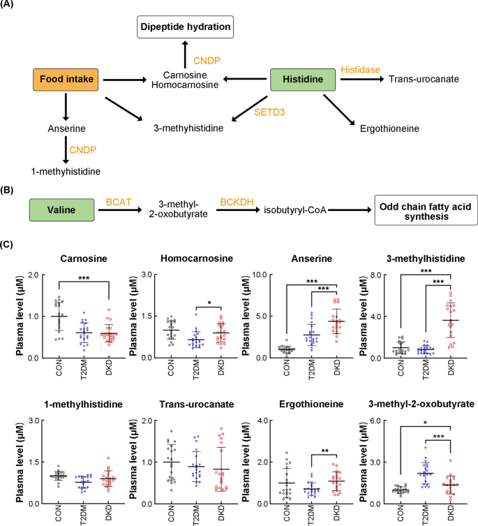 Metabolomic profiling of amino acids study reveals a distinct diagnostic model for diabetic kidney disease