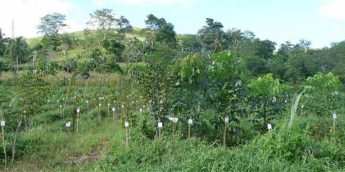 Competition in a Mixed-Species Planting with Four Contrasting Tree Species