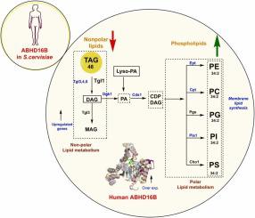 Elucidating the functional role of human ABHD16B lipase in regulating triacylglycerol mobilization and membrane lipid synthesis in Saccharomyces cerevisiae