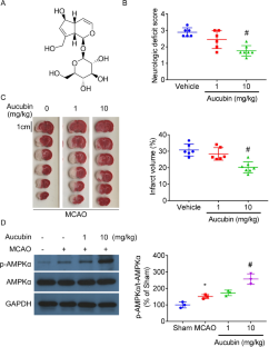 Aucubin promotes activation of AMPK and alleviates cerebral ischemia/reperfusion injury in rats.