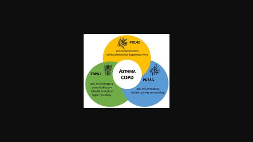 Application of automated machine learning in the identification of multi-target-directed ligands blocking PDE4B, PDE8A, and TRPA1 with potential use in the treatment of asthma and COPD.