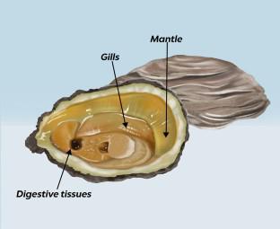 Bioaccumulation Dynamic by Crassostrea gigas Oysters of Viruses That Are Proposed as Surrogates for Enteric Virus Contamination in Environmental Samples