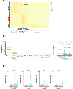 Overexpression of SerpinB9 in non-seminomatous germ cell tumors.