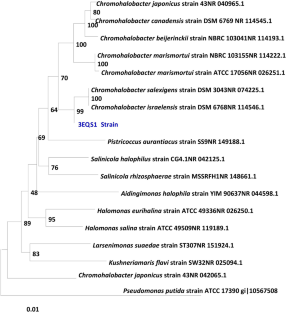 Structural characterization and physicochemical properties of the exopolysaccharide produced by the moderately halophilic bacterium Chromohalobacter salexigens, strain 3EQS1.