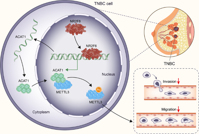 ACAT1-mediated METTL3 acetylation inhibits cell migration and invasion in triple negative breast cancer