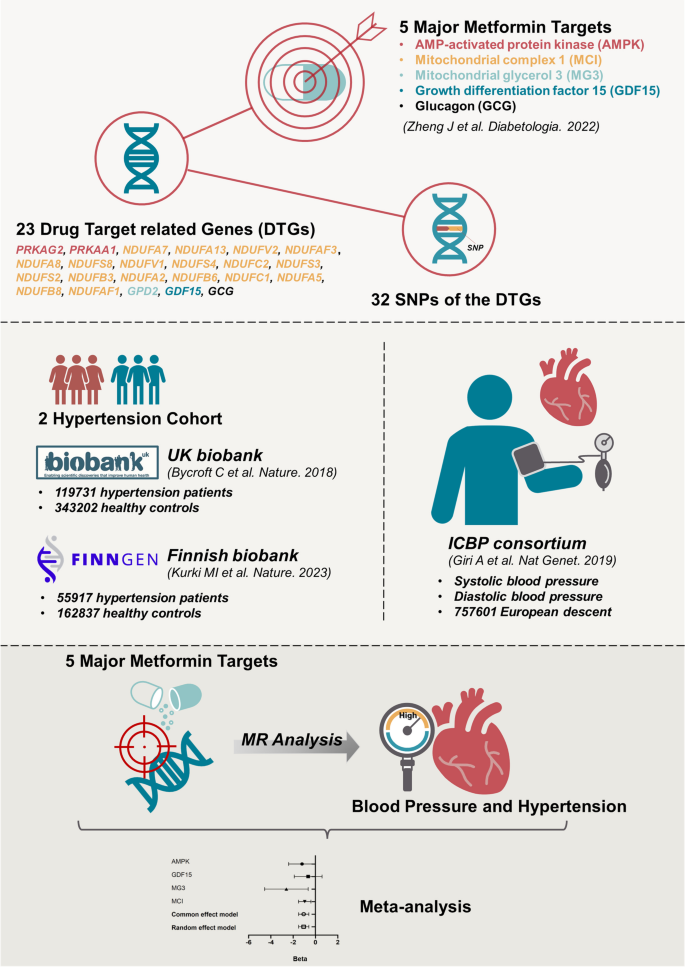 Genetically Proxied Therapeutic Effect of Metformin Use, Blood Pressure, and Hypertension's Risk: a Drug Target-Based Mendelian Randomization Study.