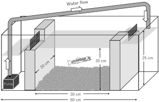 Fish yawn: the state-change hypothesis in juvenile white-spotted char Salvelinus leucomaenis