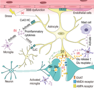 Astroglial Connexin 43-Mediated Gap Junctions and Hemichannels: Potential Antidepressant Mechanisms and the Link to Neuroinflammation.