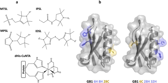 Spectroscopically Orthogonal Labelling to Disentangle Site-Specific Nitroxide Label Distributions