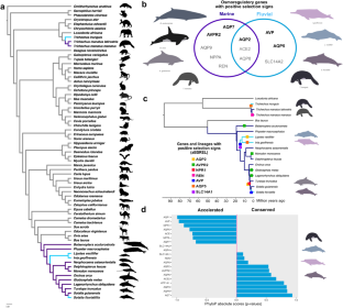 Molecular Footprints on Osmoregulation-Related Genes Associated with Freshwater Colonization by Cetaceans and Sirenians.