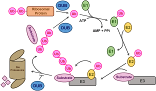 The Function of Deubiquitinating Enzymes in Arabidopsis: Recent Progress of Ubiquitin-Specific Proteases (UBPs)