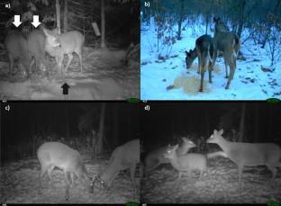 Competition and sex-age class alter the effects of group size on vigilance in white-tailed deer Odocoileus virginianus