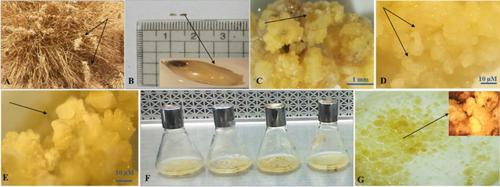 Effect of stress hormones on the metabolome of a suspension culture of the aromatic medicinal plant Cymbopogon schoenanthus subsp. proximus