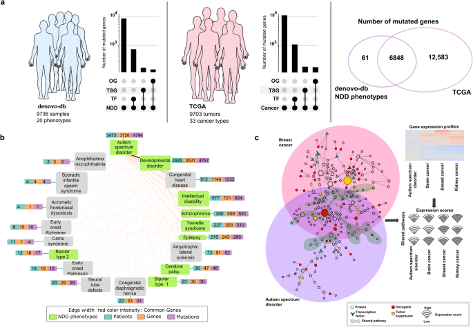 Neurodevelopmental disorders and cancer networks share pathways, but differ in mechanisms, signaling strength, and outcome.