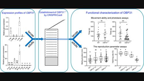 An OBP gene highly expressed in non-chemosensory tissues affects the phototaxis and reproduction of Spodoptera frugiperda