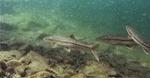 Spring temperature predicts upstream migration timing of invasive Sacramento pikeminnow within its introduced range