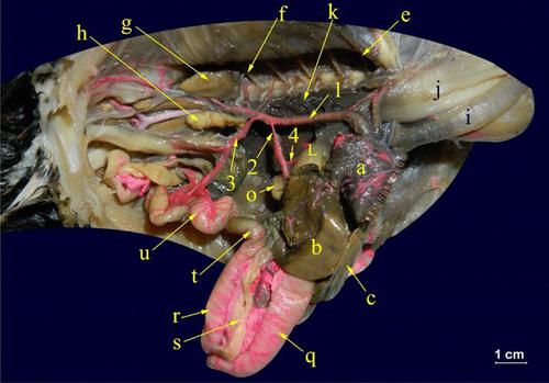 Anatomical distribution of celiac artery with histochemical investigation to the proventriculus of barn owl (Tyto alba)