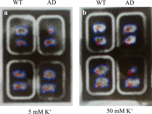 [<sup>18</sup>F]-FDG uptake in brain slices prepared from an aged mouse model of Alzheimer's disease using a dynamic autoradiography technique.