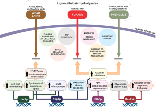 How adaptive laboratory evolution can boost yeast tolerance to lignocellulosic hydrolyses